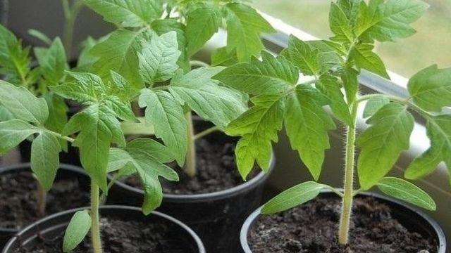 Рассада помидоров на подоконнике: как грамотно сажать и выращивать и как часто поливать