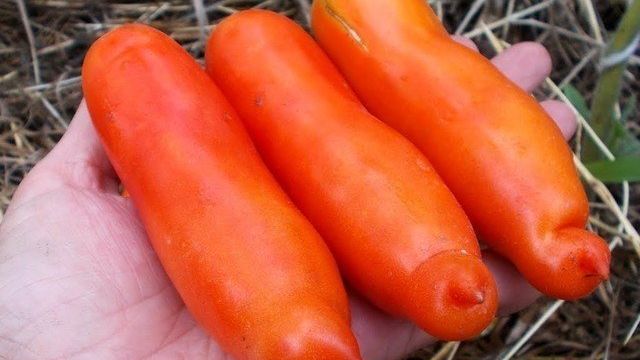 Сорта томатов необычайной формы