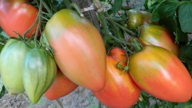 Стойкий томат «Подсинское Чудо» от минусинских селекционеров
