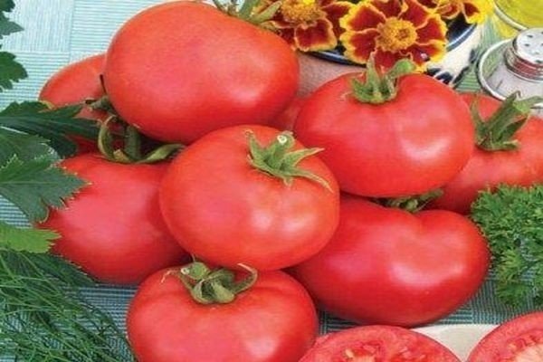 Сорт томата дары заволжья