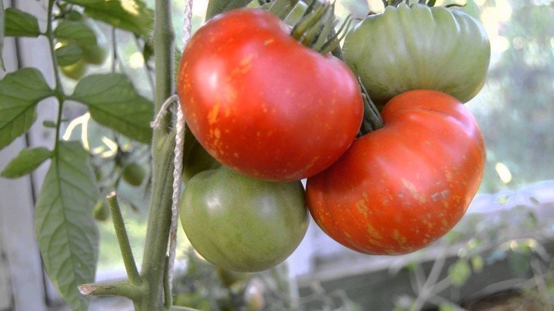 Сорт томата старосельский