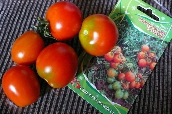 Сорт помидор ленинградский холодок