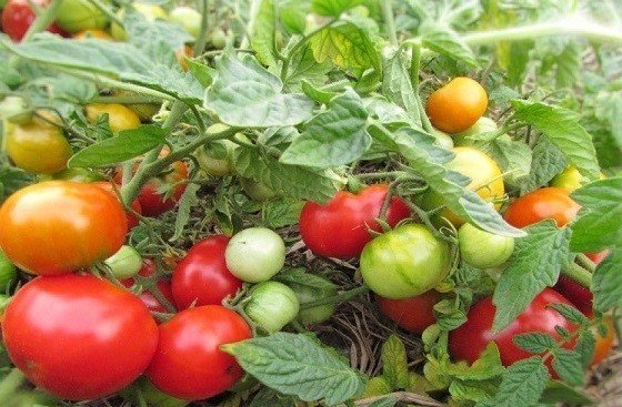 Турбореактивный сорт томатов