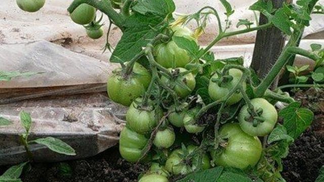 Томат Ямал: характеристика и описание сорта, выращивание в теплице
