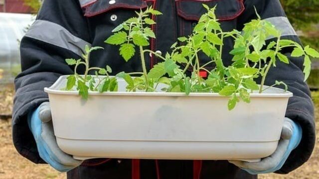 Выращивание помидор по Маслову или как увеличить урожай томатов в 8 раз