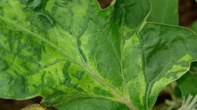 Что делать, чтобы не сохли листья у баклажана и почему они засыхают и трескаются