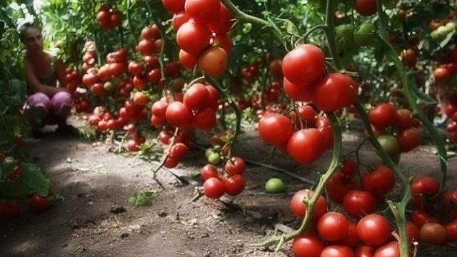 Фитофтора на помидорах: что это за напасть и как с ней бороться
