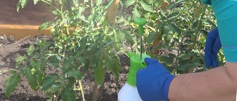 Опрыскивание томатов огурцов сывороткой