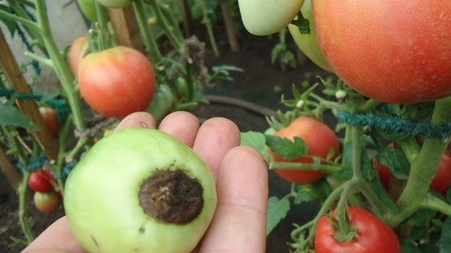 Как спасти помидоры, если они чернеют