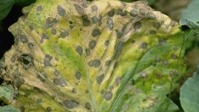 Как защитить цветную капусту от болезней и вредителей