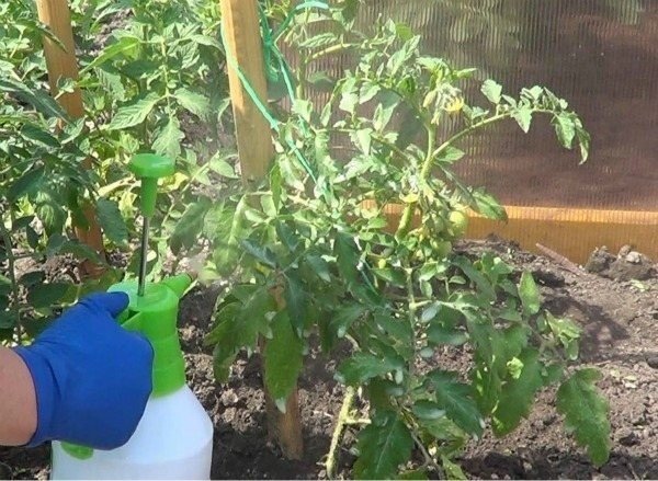Обработка помидор от фитофторы в открытом грунте борной кислотой