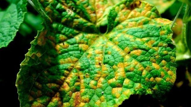 Почему на листьях огурцов появляются желтые пятна и как их лечить