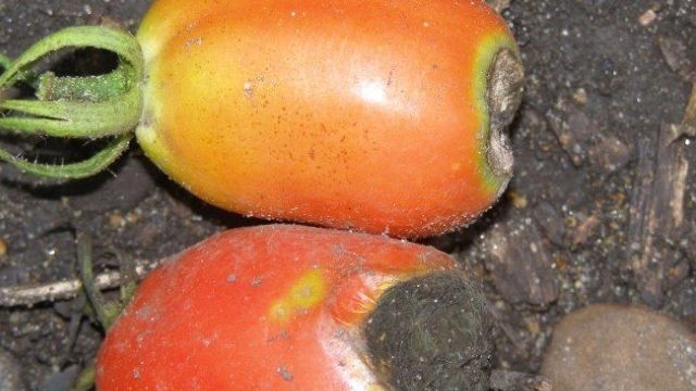 Почему появляются признаки вершинной гнили на томатах