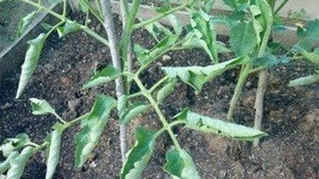 Почему скручиваются листья у рассады помидоров