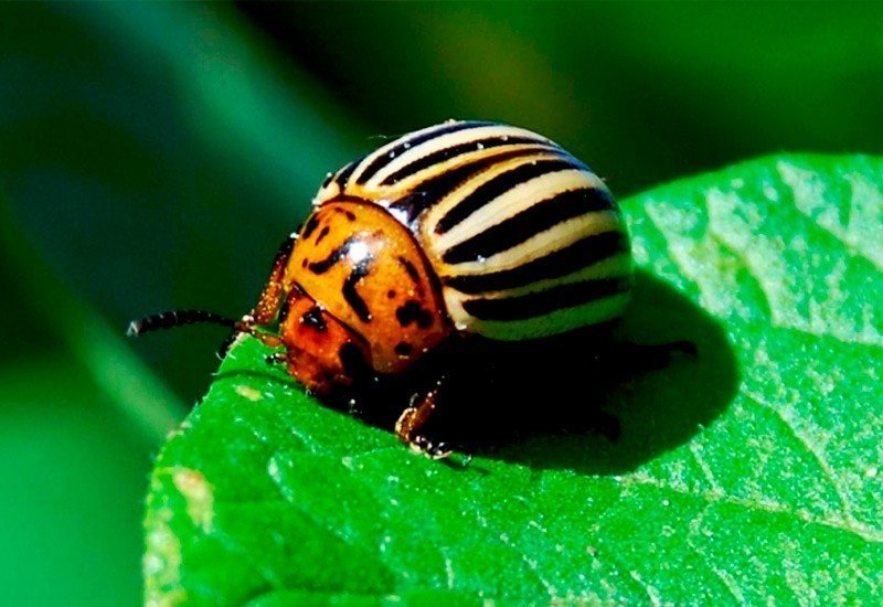 Колорадский жук вредитель энтомология