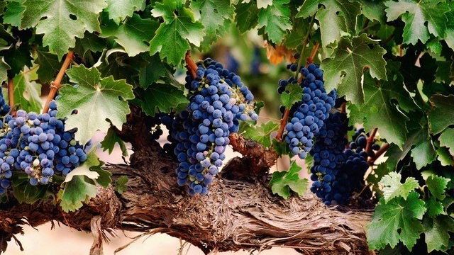 Виноград: болезни и методы борьбы с ними