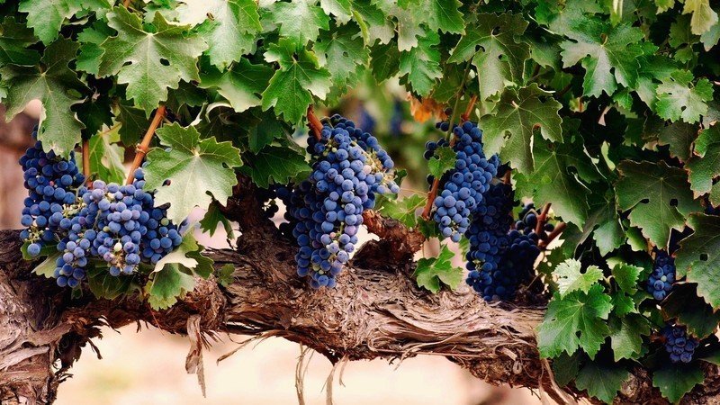 Виноград на ветке