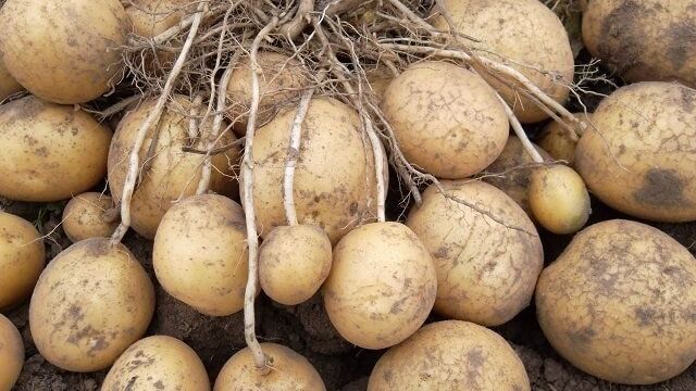 Вредители и болезни картофеля