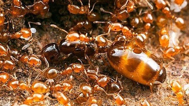 Избавляемся от муравьев на дачном участке
