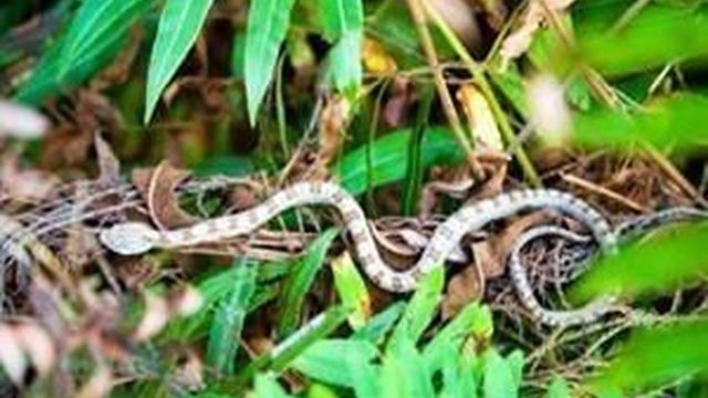 Как быстро избавиться от змей: несколько простых советов по защите от змей