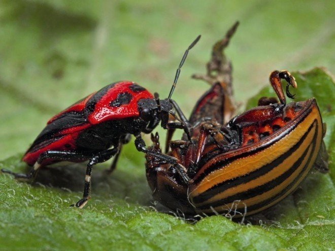 Колорадский жук с красными полосками