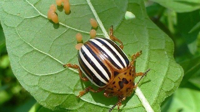 Колорадский жук — описание, среда обитания, строение тела, жизненный цикл, борьба с вредителем
