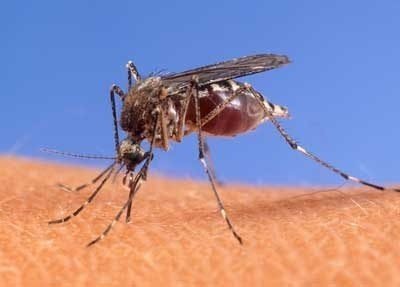 Комары переносчики филяриоза