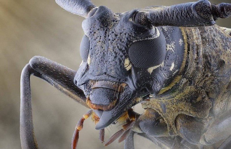 Отряд жуки или жесткокрылые глаза фасеточные