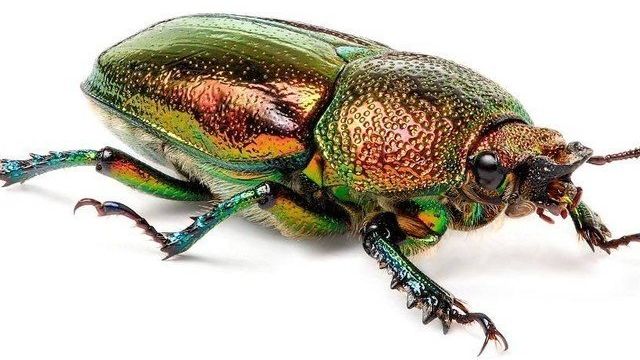 Все о жуках: внешний вид, питание, размножение, разновидности и интересные факты