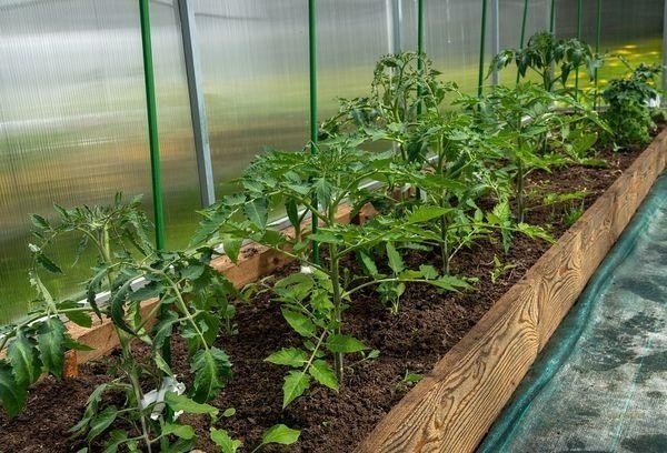 Выращивание помидоров в теплице