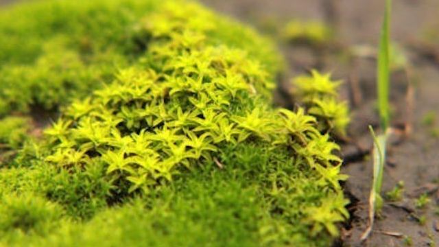 Почему в теплице из поликарбоната растет зеленый мох