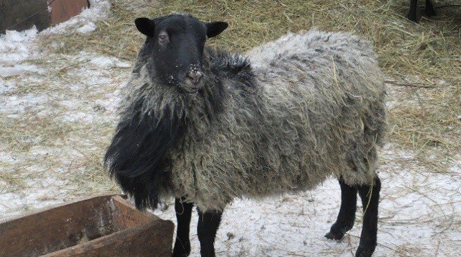 Романовская порода овец гигант