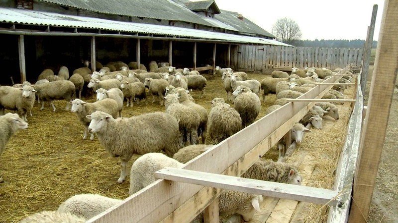 Ставропольский фермер овцеводство дамате