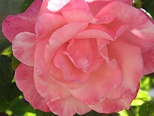 Роза нежно розовая