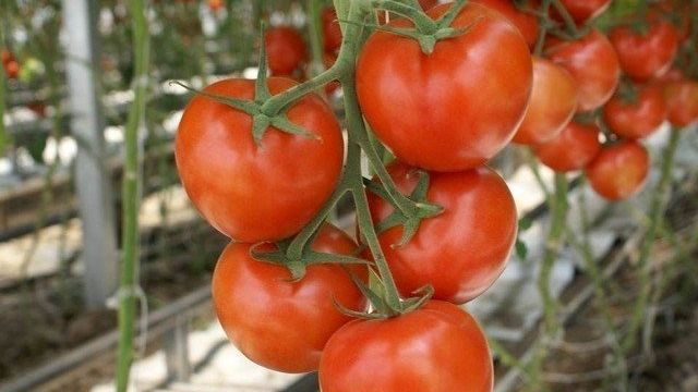 Под хорошей защитой: как правильно развести и использовать раствор борной кислоты для опрыскивания томатов