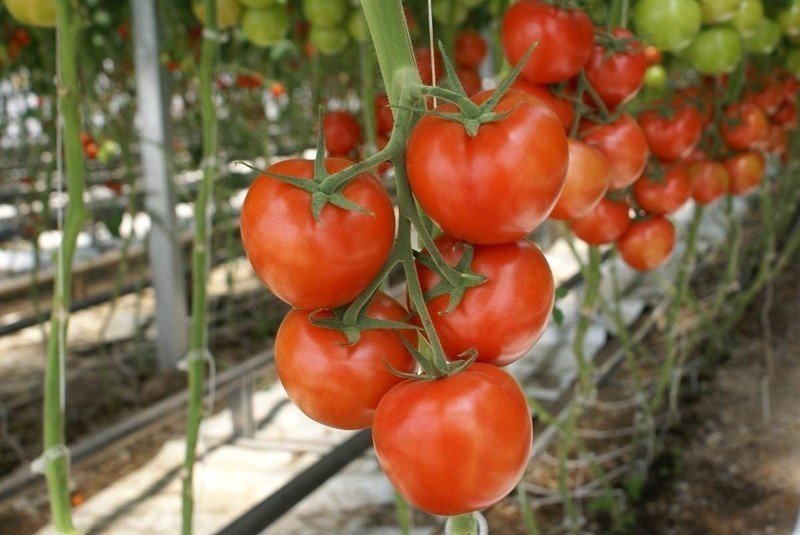 Раджа индетерминантный сорт томатов