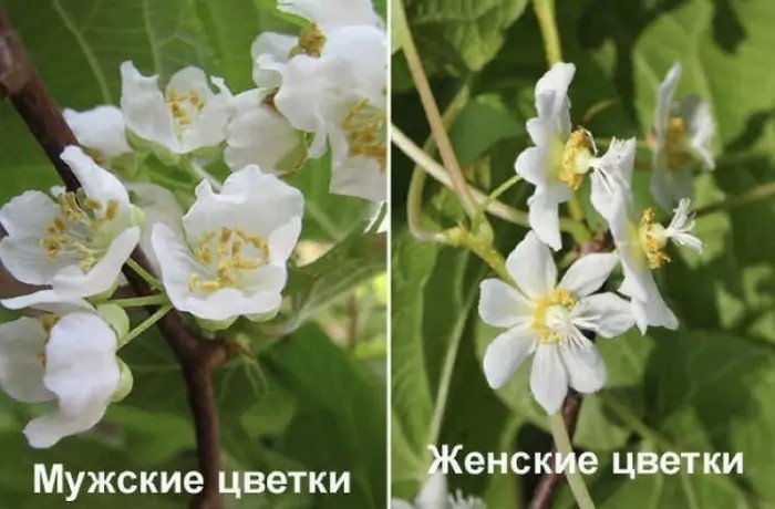 Тычиночный цветок актинидия коломикта