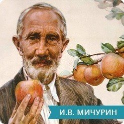 Иван владимирович мичурин с яблоками