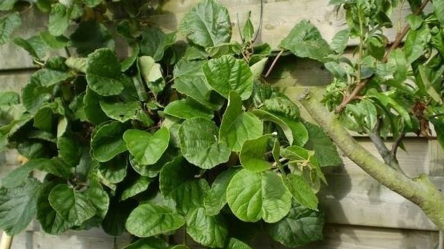Древесная лиана Актинидия: как вырастить растение в саду