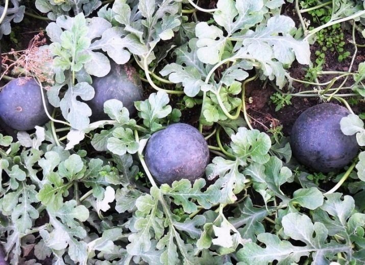 Черные арбузы в огороде