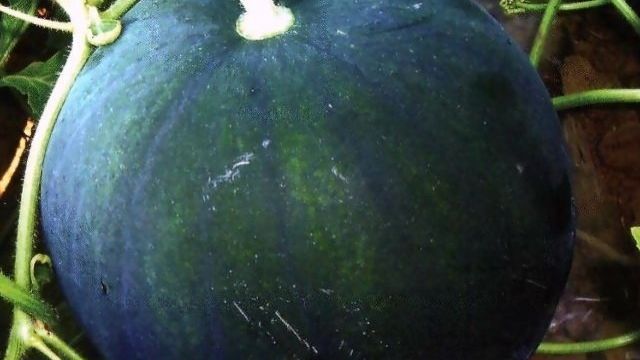 Технология выращивания арбуза Огонек