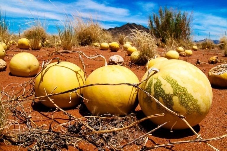 Дикие арбузы в пустыне калахари