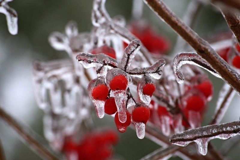 Замерзшие ягоды на ветке