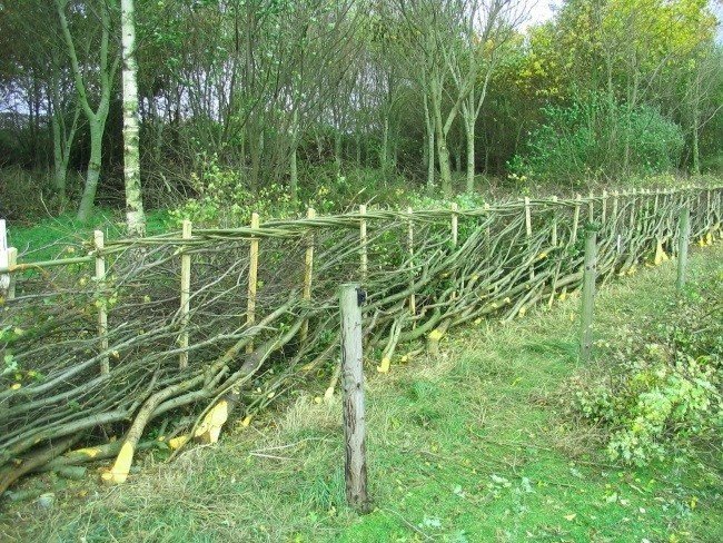 Забор живая изгородь