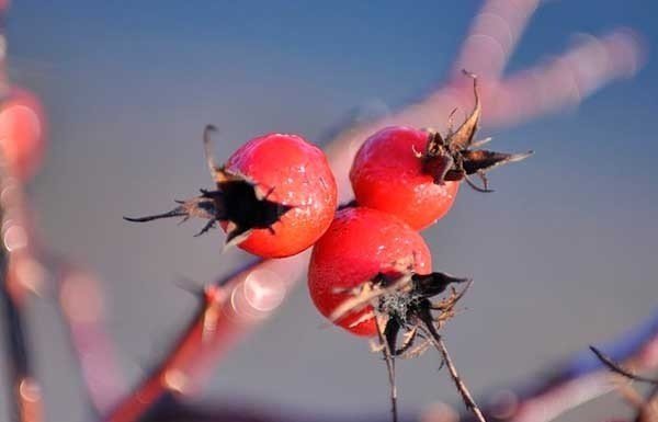 Колючая ягода красного цвета