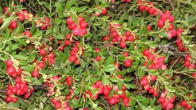 Брусника садовая: посадка и уход за вечнозеленым кустарником с ярко-красными плодами