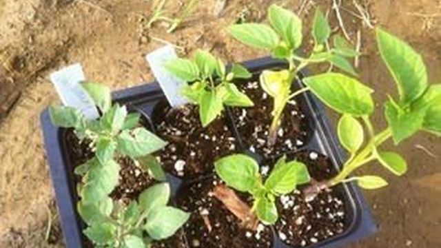 Солнечная ягода санберри: выращивание, польза и применение