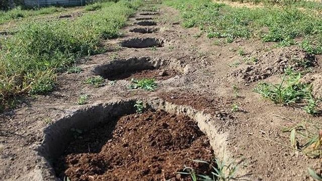 Выращивание черники в саду — когда сажать, как ухаживать, видео