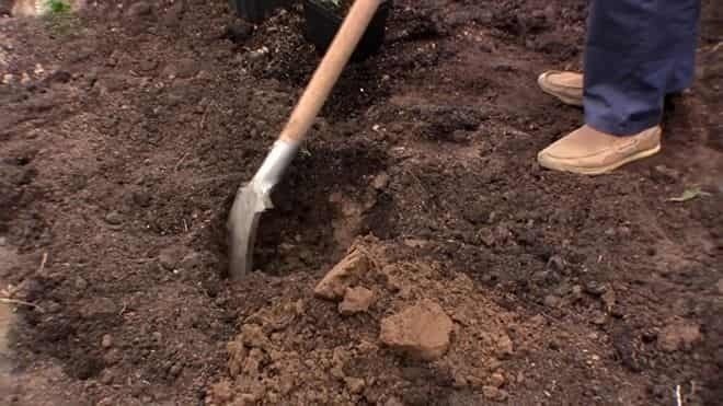 Подготовка почвы под посадку ежевики