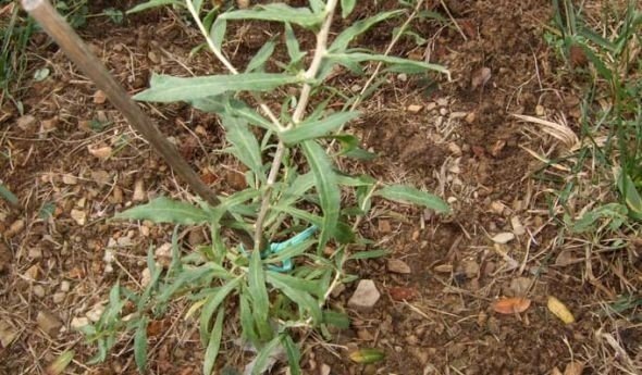Artemisia ludoviciana перевод